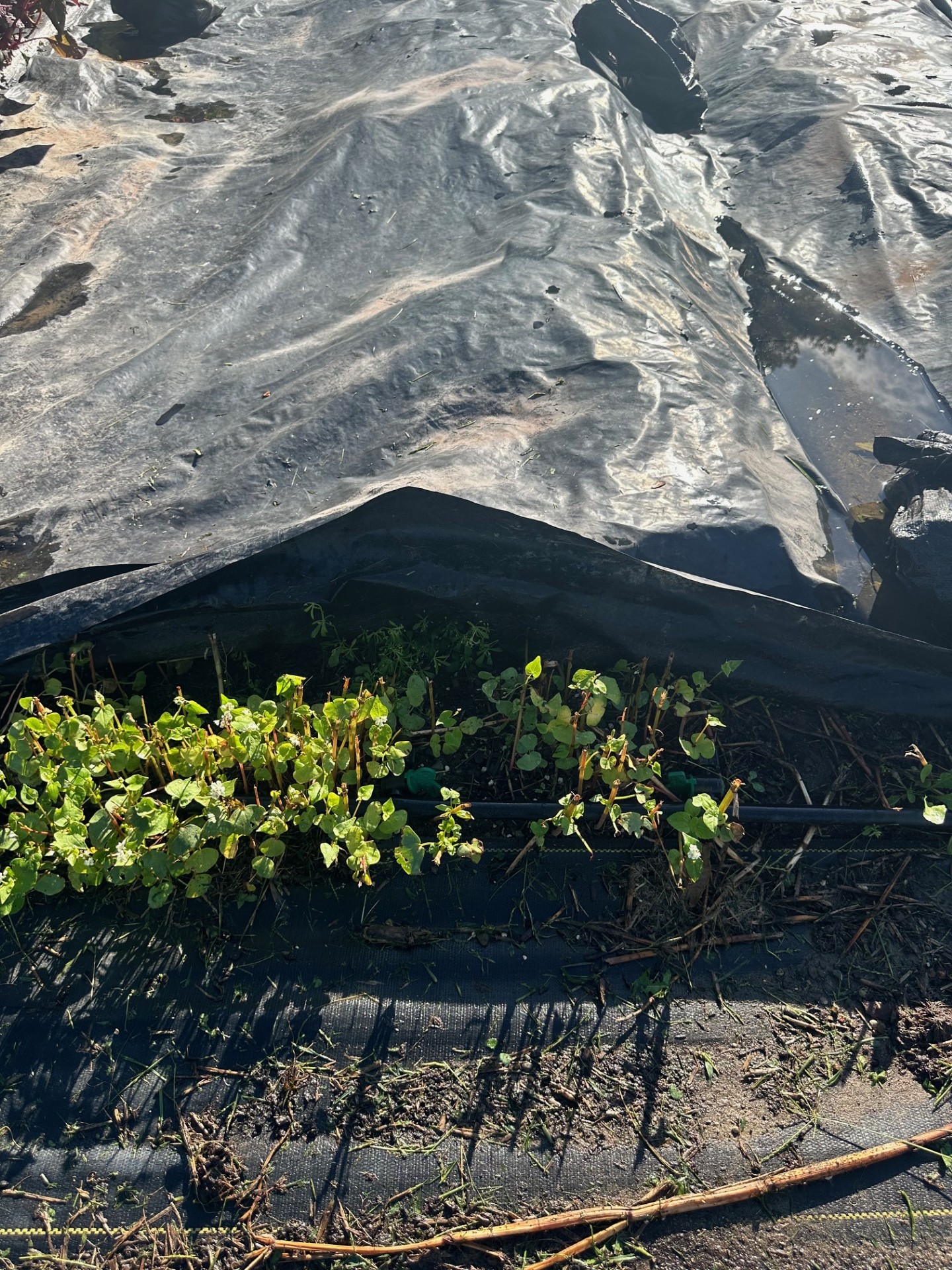 Termination of buckwheat  SZ.jpg